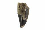 Serrated, Tyrannosaur Tooth - Judith River Formation, Montana #93102-1